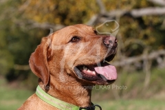 Retriever - Fox Red Labrador