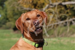 Retriever - Fox Red Labrador