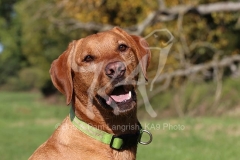 Retriever - Fox Red Labrador