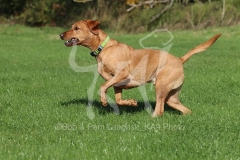 Retriever - Fox Red Labrador