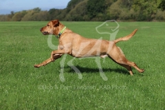 Retriever - Fox Red Labrador