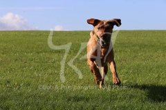 Retriever - Fox Red Labrador