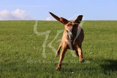 Retriever - Fox Red Labrador