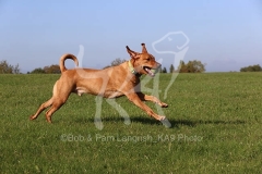 Retriever - Fox Red Labrador