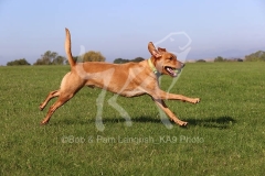 Retriever - Fox Red Labrador