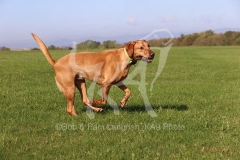 Retriever - Fox Red Labrador