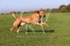 Retriever - Fox Red Labrador