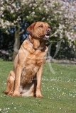Retriever - Fox Red Labrador