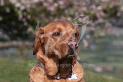 Retriever - Fox Red Labrador