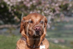 Retriever - Fox Red Labrador