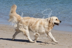 Retriever - Golden