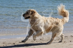 Retriever - Golden