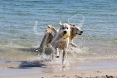 Retriever - Golden