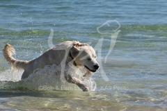 Retriever - Golden