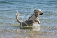 Retriever - Golden