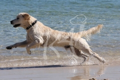 Retriever - Golden