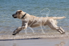 Retriever - Golden