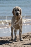 Retriever - Golden