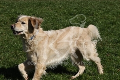 Retriever - Golden