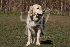 Retriever - Golden