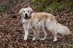 Retriever - Golden
