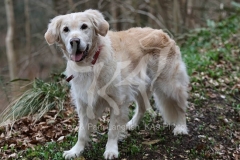 Retriever - Golden