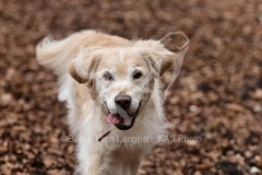 Retriever - Golden