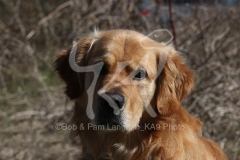 Retriever - Golden