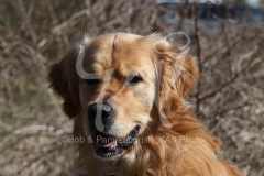 Retriever - Golden