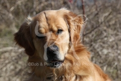 Retriever - Golden