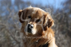Retriever - Golden