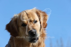 Retriever - Golden