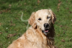Retriever - Golden