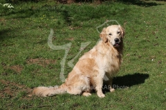 Retriever - Golden