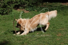 Retriever - Golden