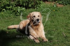 Retriever - Golden