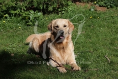 Retriever - Golden