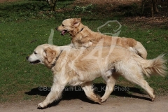 Retriever - Golden
