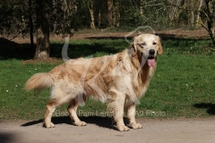 Retriever - Golden
