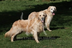 Retriever - Golden