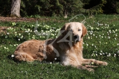 Retriever - Golden