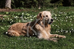 Retriever - Golden