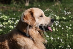 Retriever - Golden
