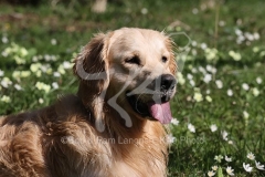 Retriever - Golden
