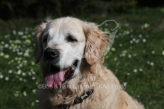 Retriever - Golden
