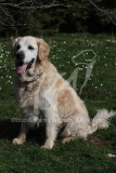 Retriever - Golden