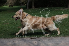 Retriever - Golden
