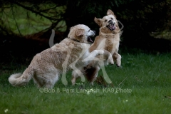 Retriever - Golden