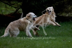Retriever - Golden