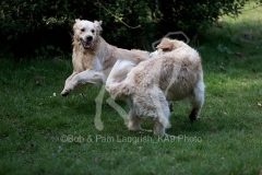 Retriever - Golden